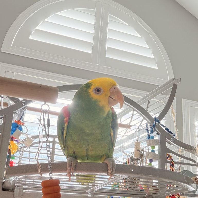 Yellow Headed Amazon Parrot with Cages and Accessories