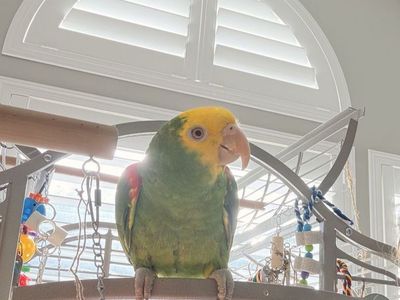 Yellow Headed Amazon Parrot with Cages and Accessories