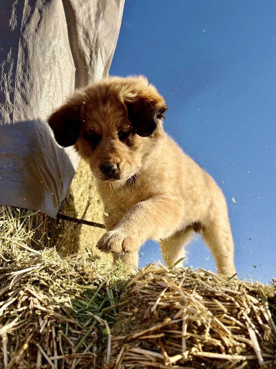 Blue Heeler/Great Pyrenees mix