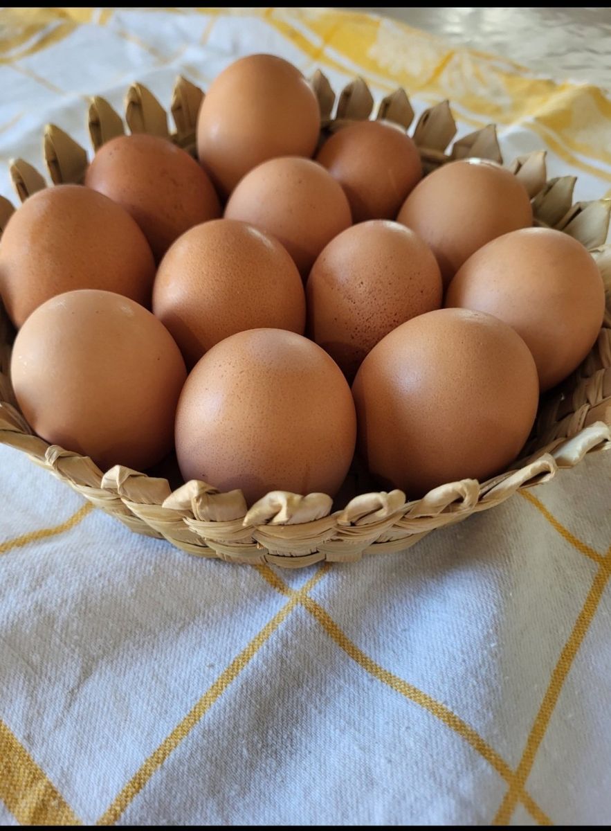 Rhode Island Red hatching eggs