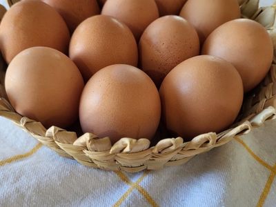 Rhode Island Red hatching eggs
