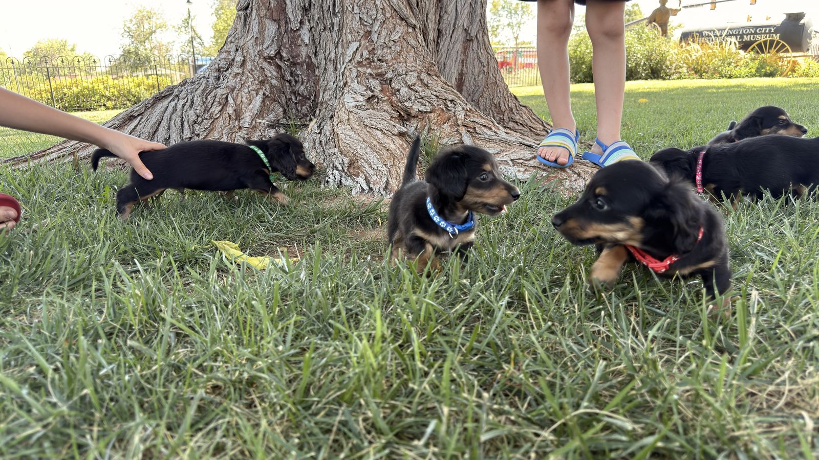 Dachshund puppies 