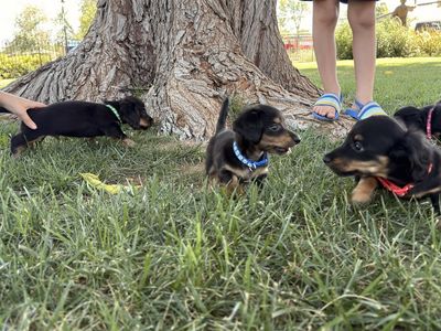 Dachshund puppies