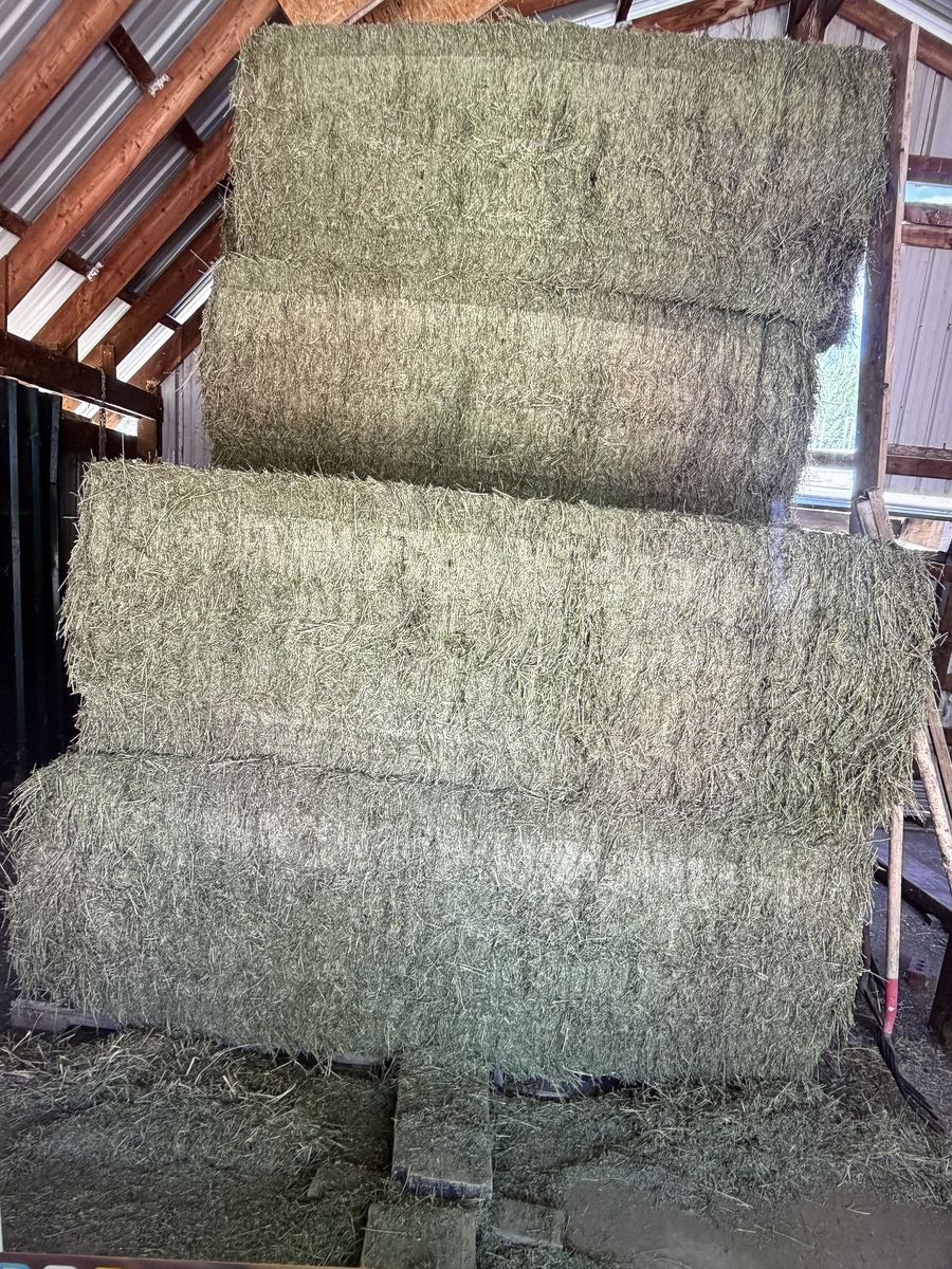 2nd crop Alfalfa