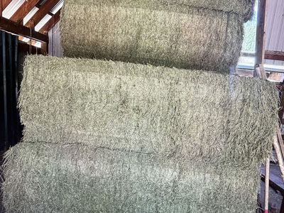 2nd crop Alfalfa