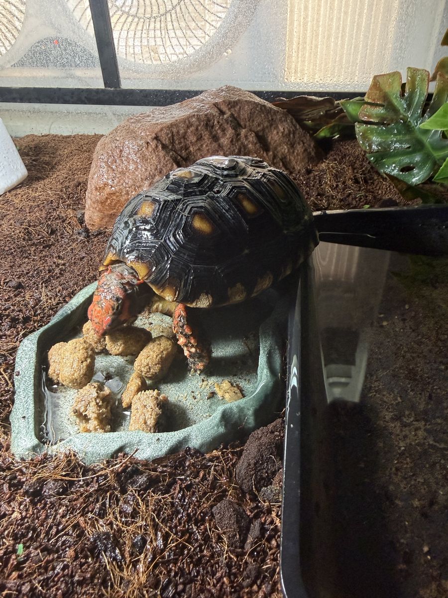 Red Foot Cherry Head Tortoise