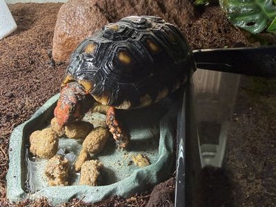 Red Foot Cherry Head Tortoise
