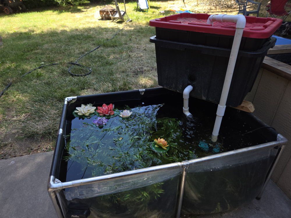 127 gallon pond with homemade pond filter.