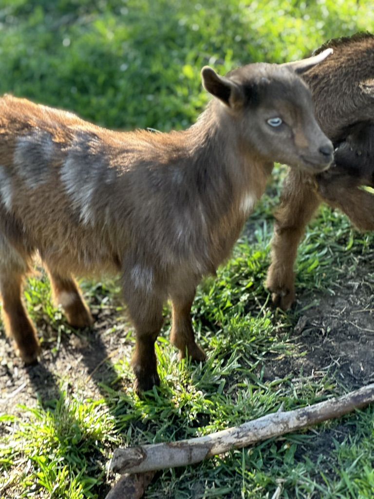 Nigrian dwarf Goats