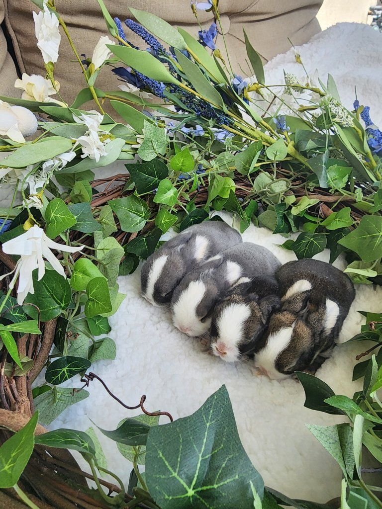 Holland Lops, Chestnut and Opal VM