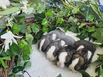 Holland Lops, Chestnut and Opal VM