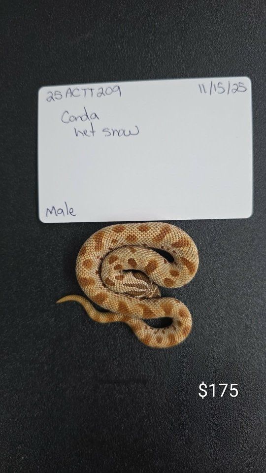 Hognose Snakes for Sale - Various Morphs: Conda het Snow, Super Conda het Snow - Healthy & Captive-Bred