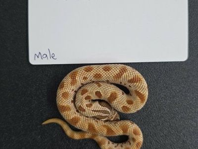 Hognose Snakes for Sale - Various Morphs: Conda het Snow, Super Conda het Snow - Healthy & Captive-Bred