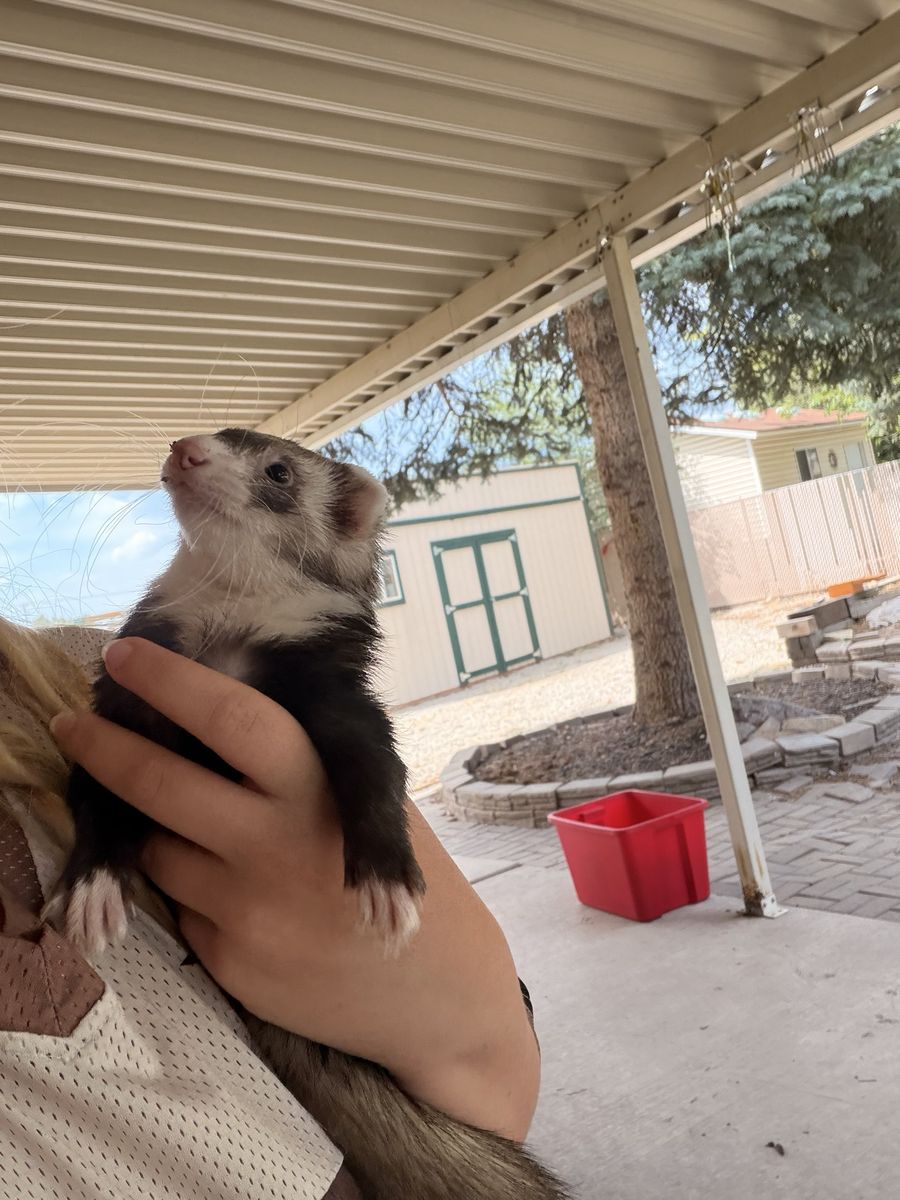 Sasuke the ferret!