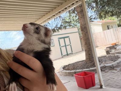 Sasuke the ferret!