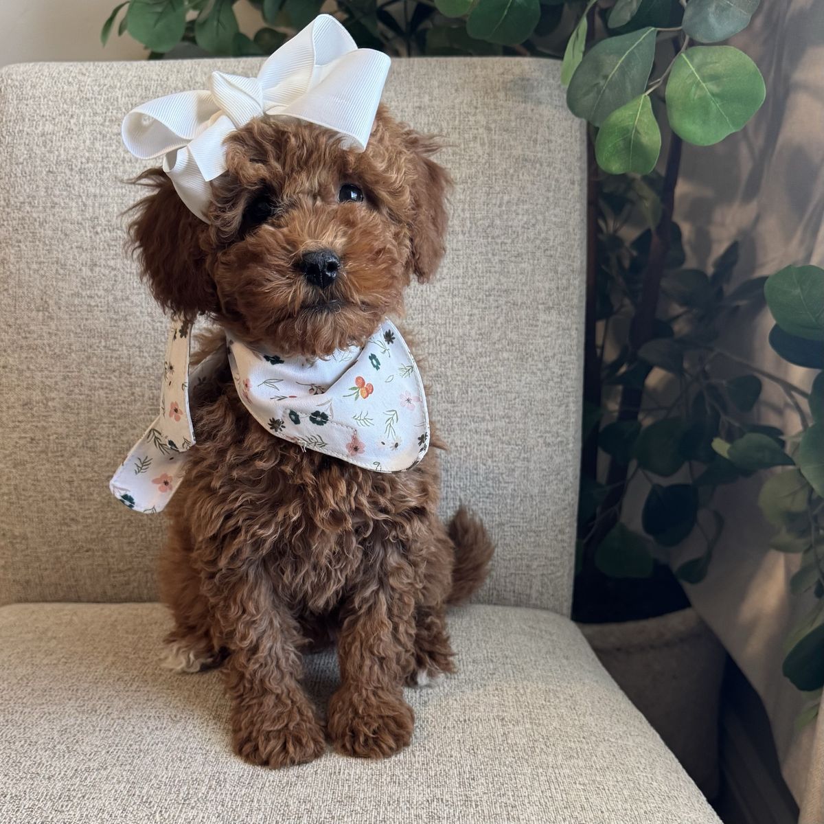 ️ Deep Red Mini Goldendoodle Puppy Looking for Her Forever Family ️