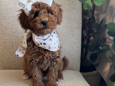 ️ Deep Red Mini Goldendoodle Puppy Looking for Her Forever Family ️