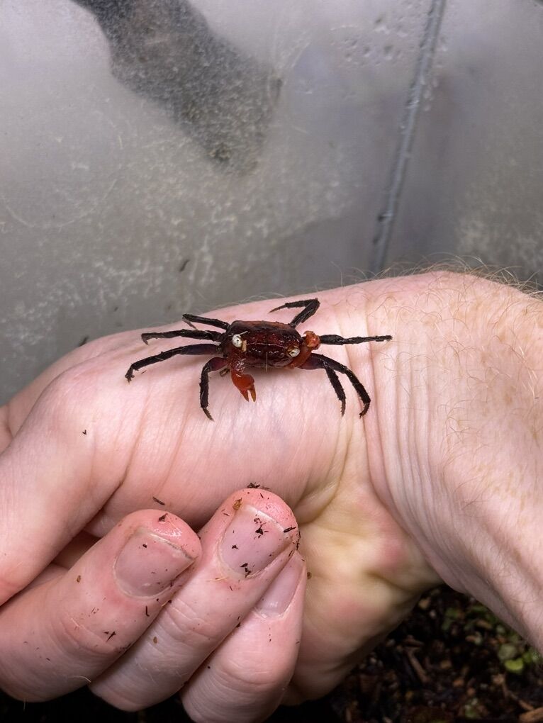 Vampire Crab Babies And Juveniles Captive Bred