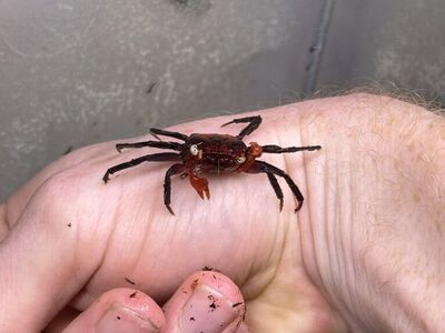 Vampire Crab Babies And Juveniles Captive Bred