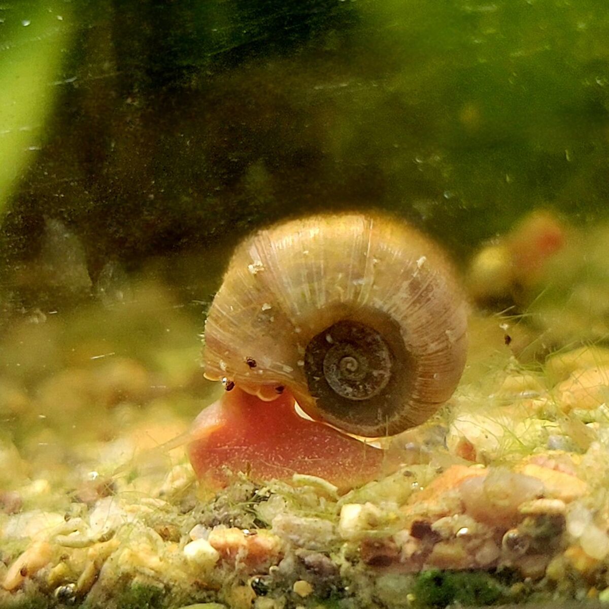 ramshorn snails