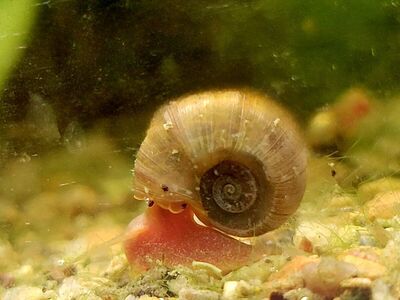 ramshorn snails