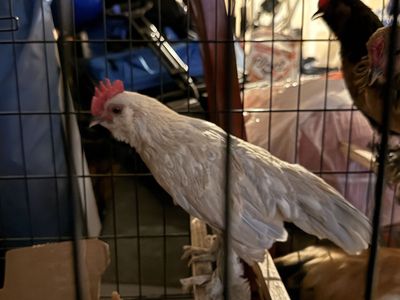 Roosters