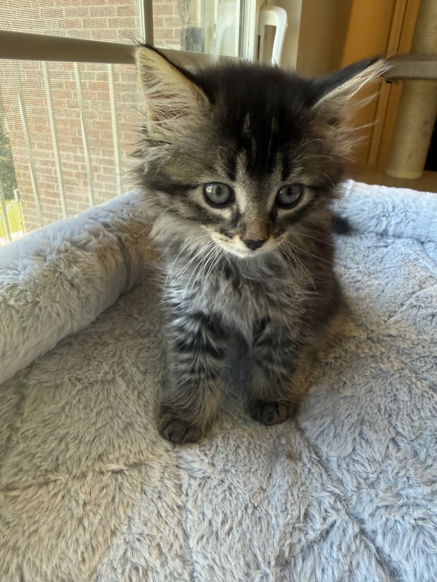 Ragdoll mix kitten