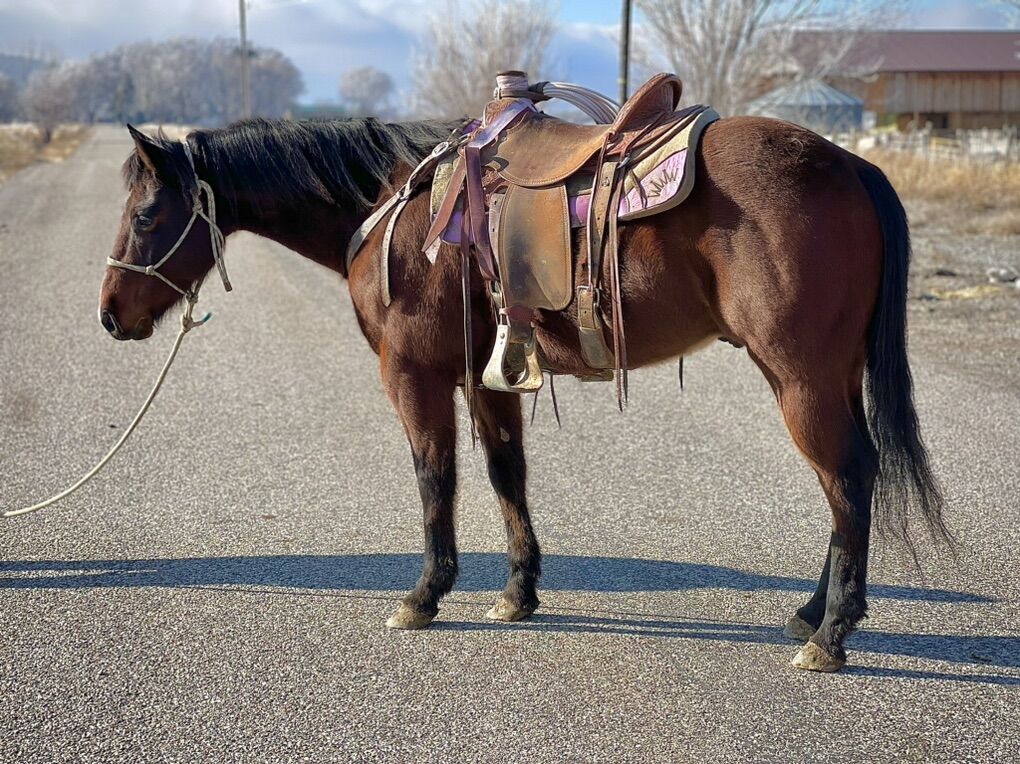 AQHA Gelding