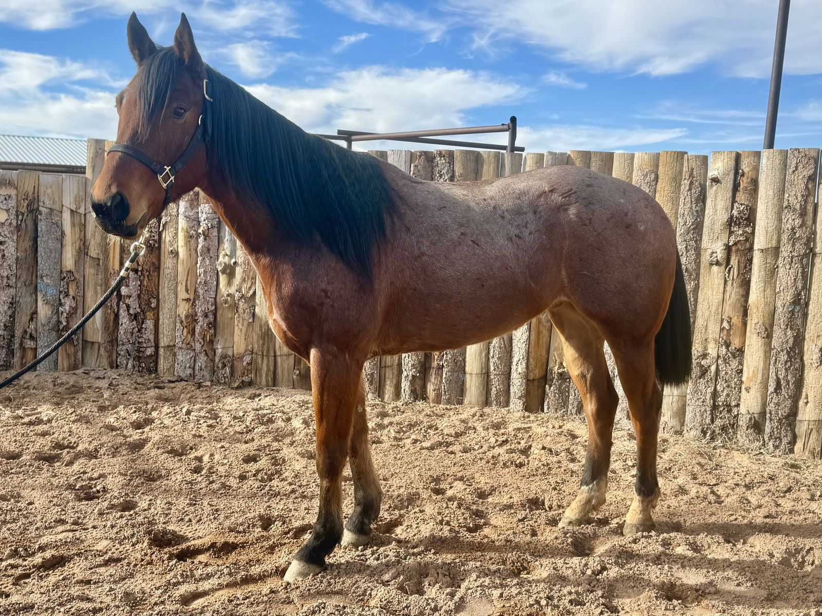 GENTLE GELDING READY TO GO️