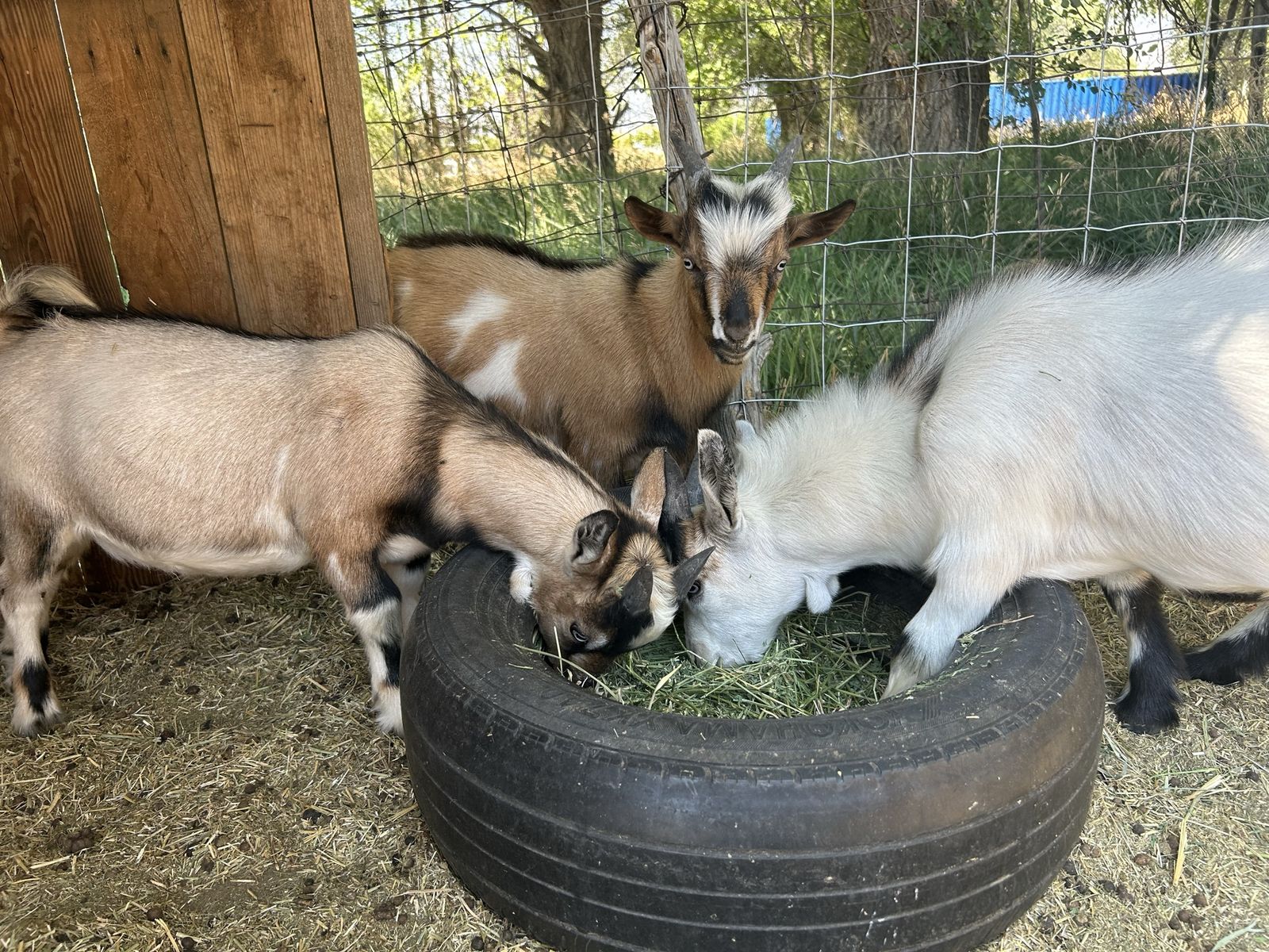 Nigerian Dwarf Wethers