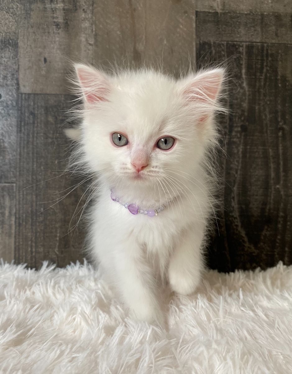 1 TICA Cherubim Ragdoll kitten left!