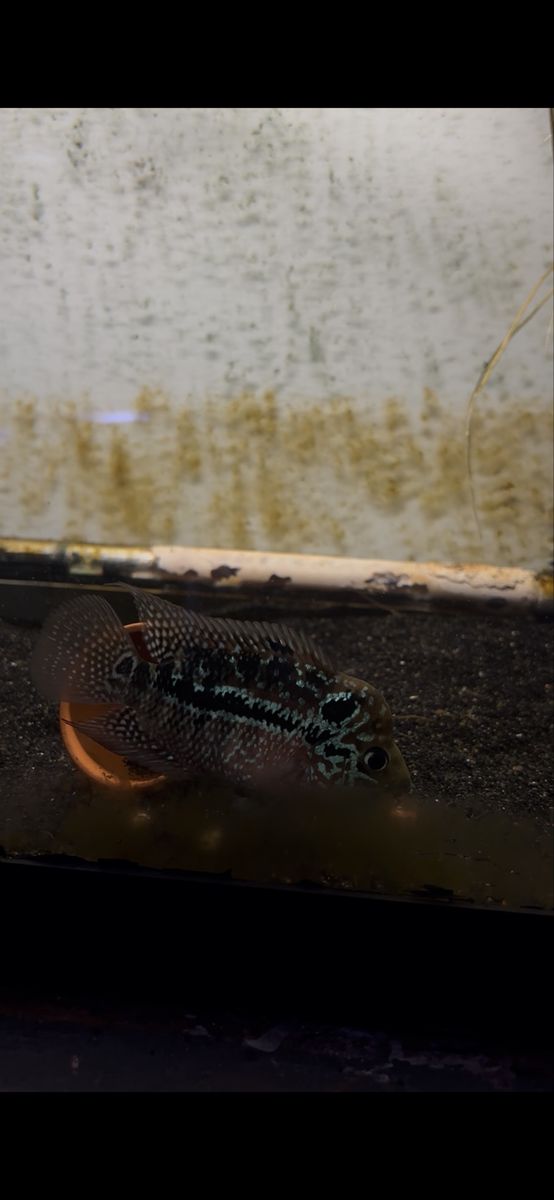 male kamfa flowerhorn