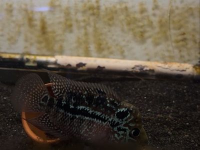 male kamfa flowerhorn