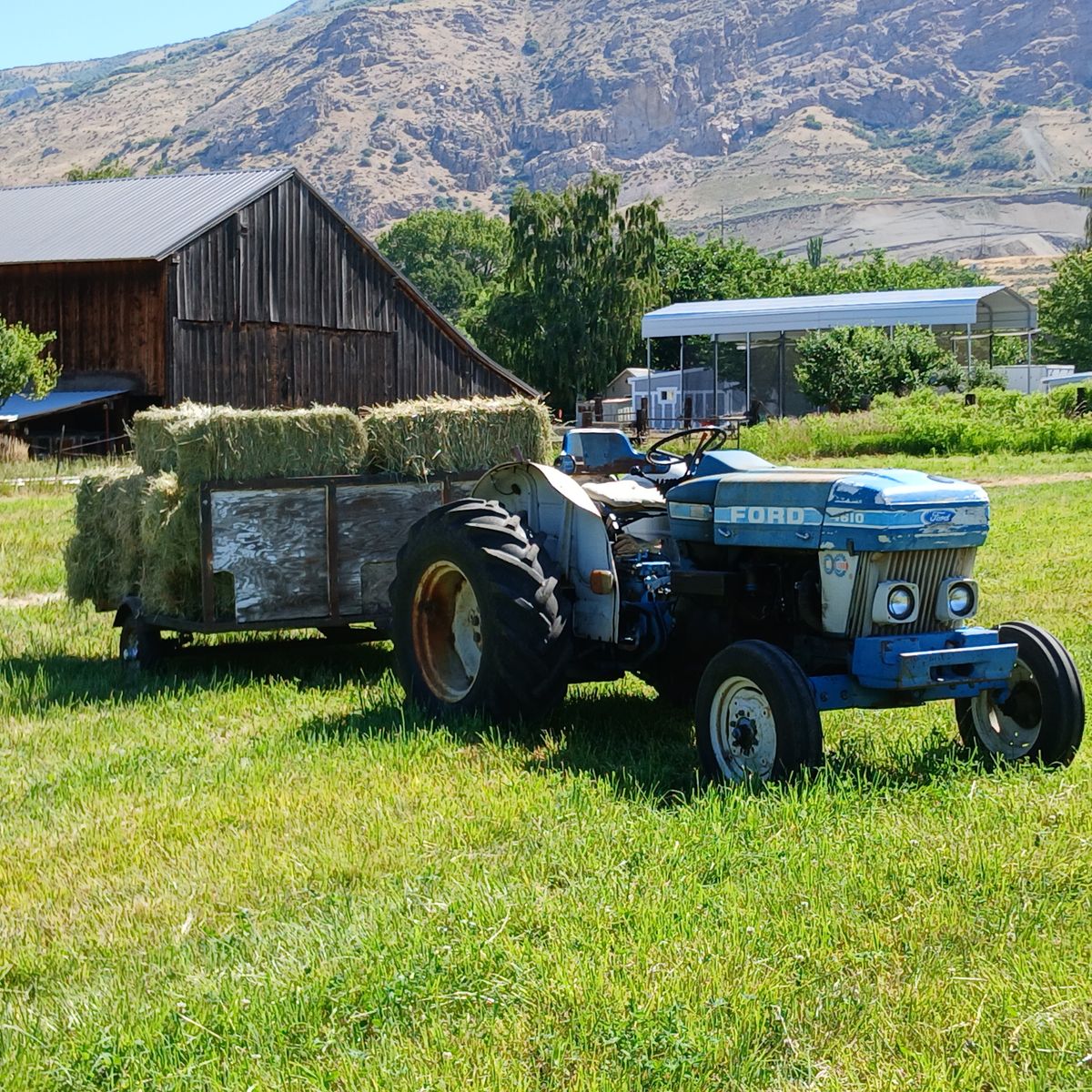 Grass Hay small bales