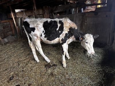 Holestien Heifer