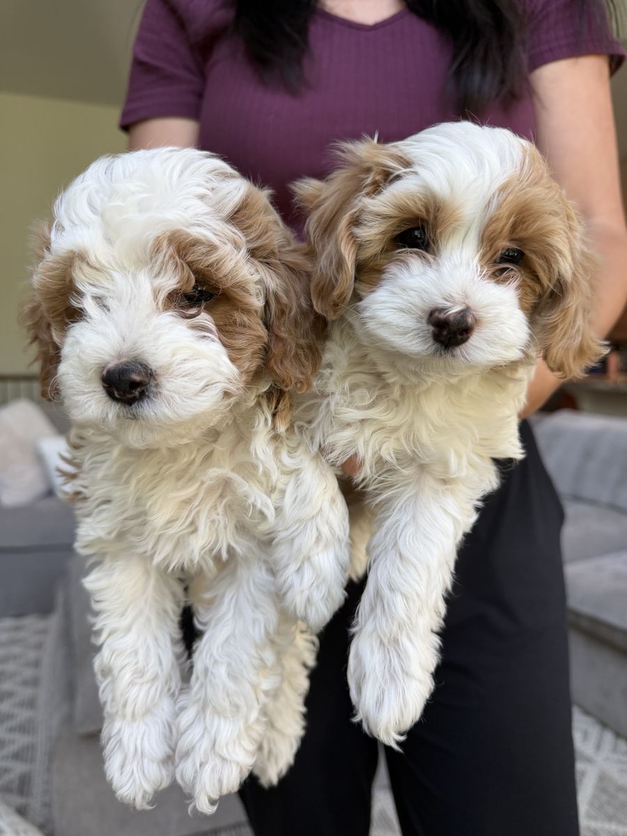 Mini Cavapoo Puppies