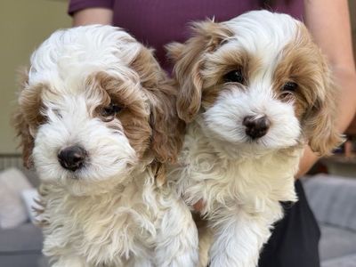 Mini Cavapoo Puppies
