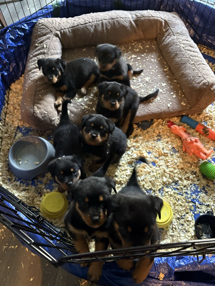 Rottweiler Puppy’s