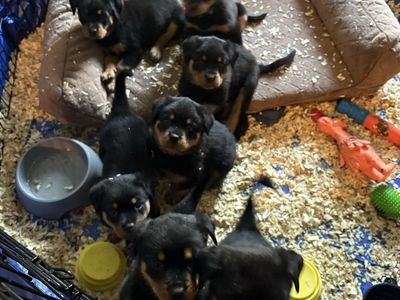 Rottweiler Puppy’s