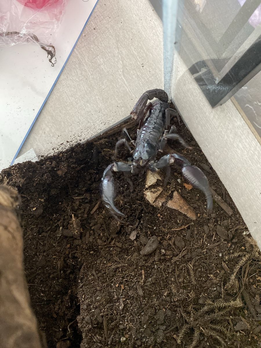 Asian Forest Scorpion - Live Adult Scorpion for trade with vampire crabs