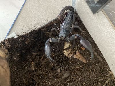Asian Forest Scorpion - Live Adult Scorpion for trade with vampire crabs