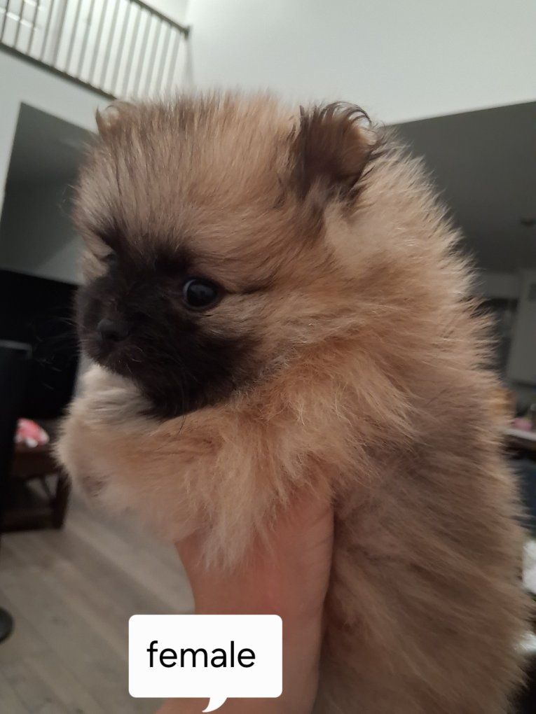 Akc female teacup pomeranian puppy