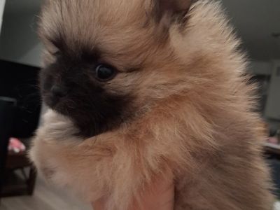 Akc female teacup pomeranian puppy