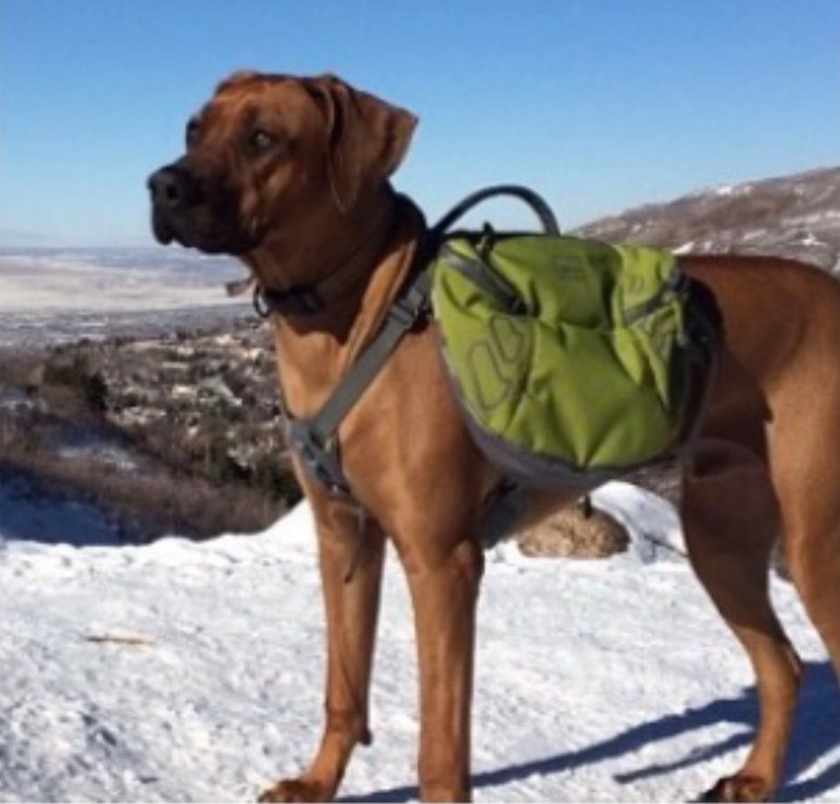 REI Puppy Backpack