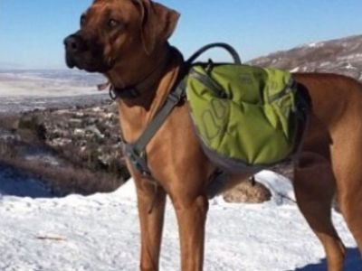 REI Puppy Backpack