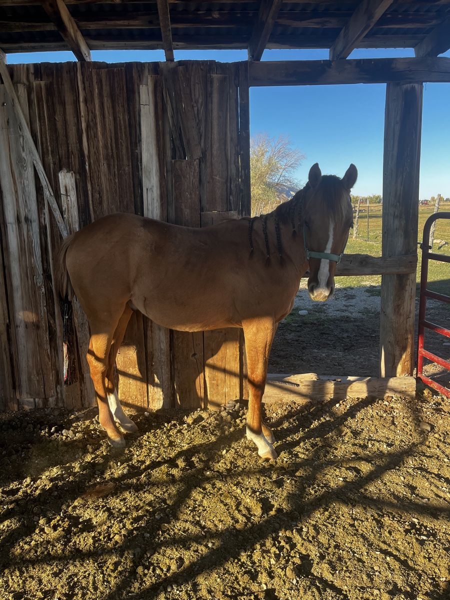 AQHA Corona Cartel Red Dun Gelding