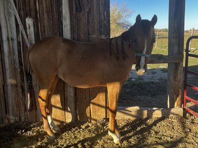 AQHA Corona Cartel Red Dun Gelding