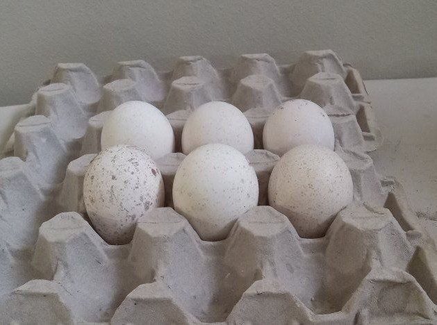 turkey eggs for hatching