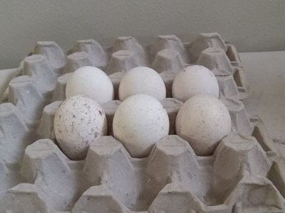 turkey eggs for hatching