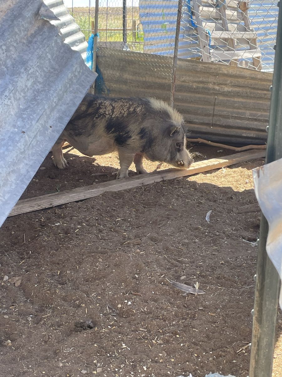 Potbelly pigs/ need gone asap